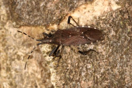 Réf. 117 452 : Dicranocephalus agilis