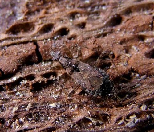 Réf. 117 848 : Himacerus mirmicoides