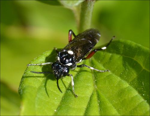 Macrophya punctumalbum