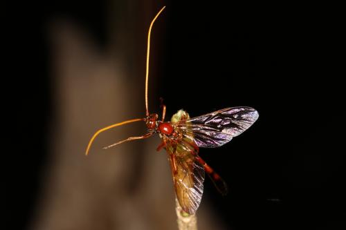 Eremotylus marginatus