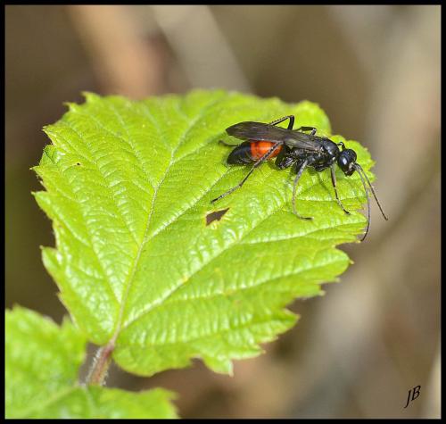 Priocnemis sp.