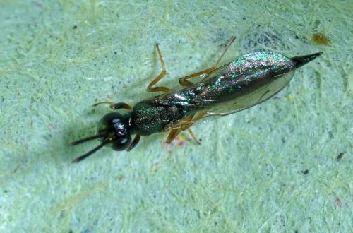 Réf. 117 252 : Calosotinae inconnu