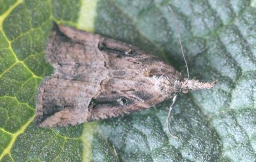 Réf. 117 814 : Hypena rostralis