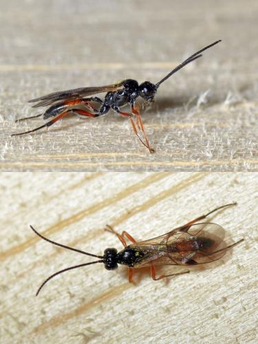 Réf. 117 945 : Phygadeuontini inconnu