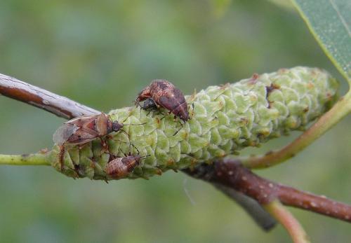 Kleidocerys resedae