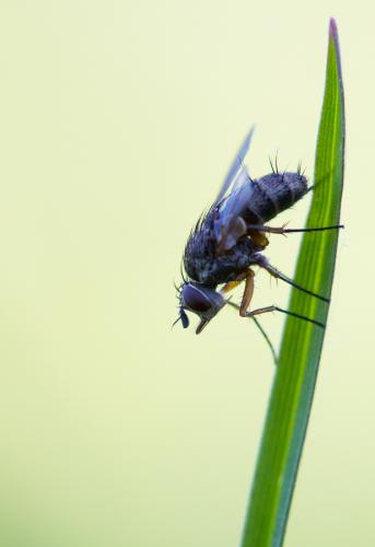 Réf. 117 820 : Siphona sp.
