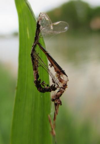 Ischnura elegans