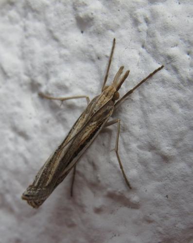 Réf. 117 030 : Ancylolomia tentaculella