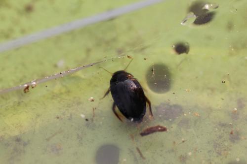 Réf. 117 980 : Agabus sp.