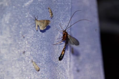 Stauropoctonus bombycivorus