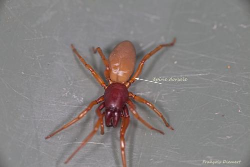 Réf. 117 386 : Dysdera crocata