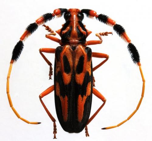 Batus barbicornis
