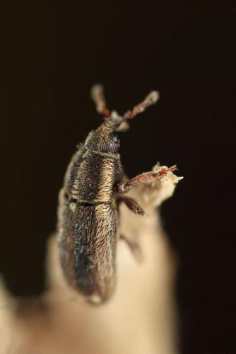 Mecinus circulatus