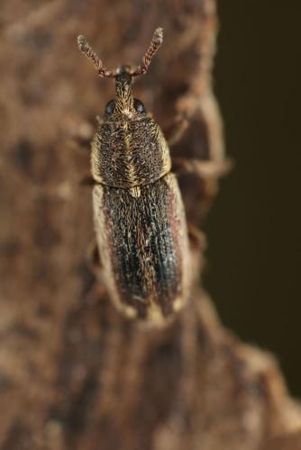 Mecinus circulatus