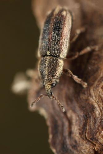 Mecinus circulatus