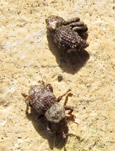 Dichromacalles albopictus