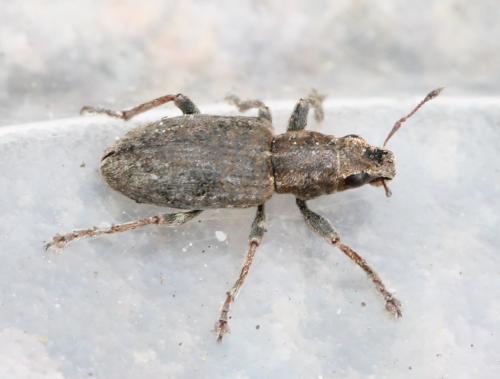 Réf. 117 044 : Sitona sp.