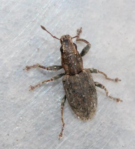 Réf. 117 045 : Sitona sp.