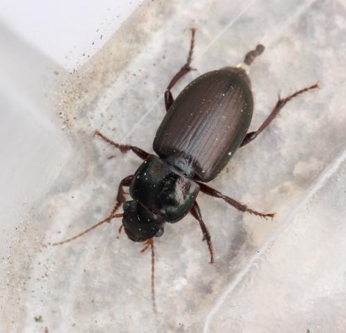 Harpalus affinis