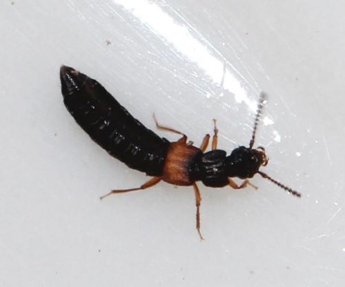Réf. 117 106 : Anotylus sp.