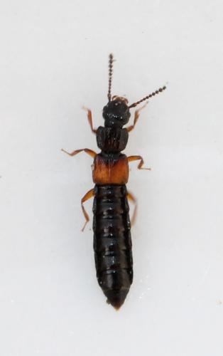 Réf. 117 105 : Anotylus sp.
