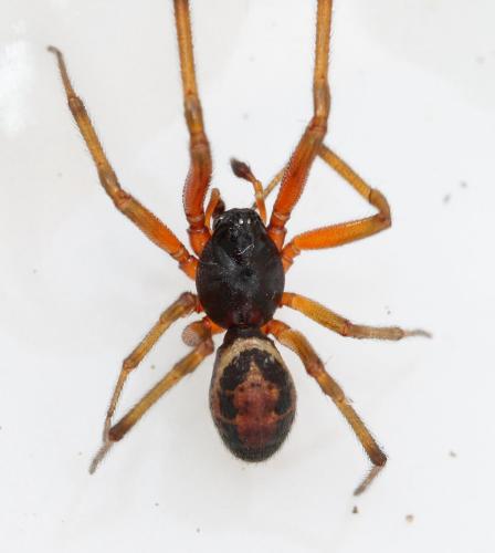Réf. 117 091 : Steatoda nobilis