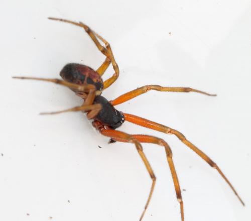 Réf. 117 092 : Steatoda nobilis