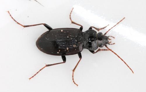Réf. 117 079 : Nebria sp.