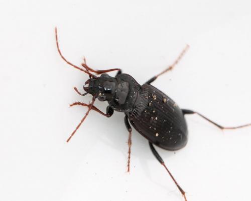 Réf. 117 080 : Nebria sp.