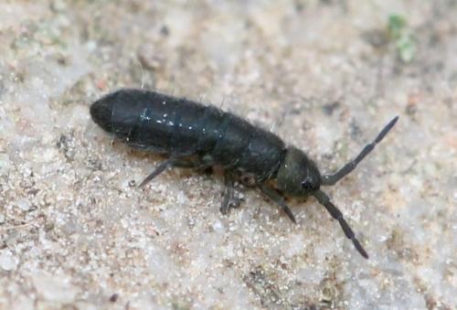 Isotoma viridis