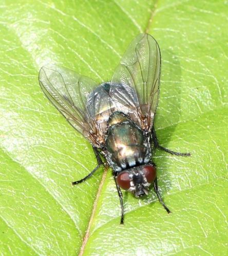 Réf. 117 133 : Eudasyphora sp.