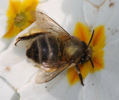 Anthophora plumipes
