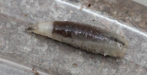 Réf. 117 048 : Calliphora vicina