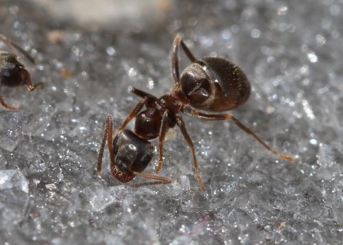 Lasius niger