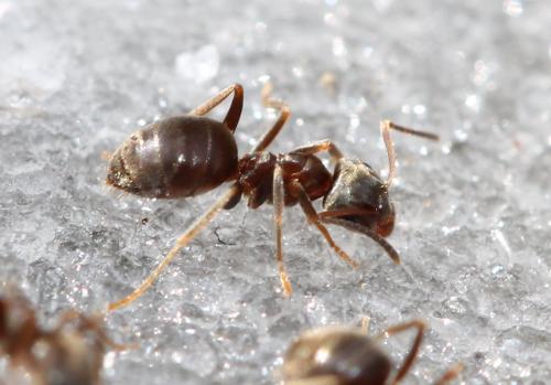 Lasius niger