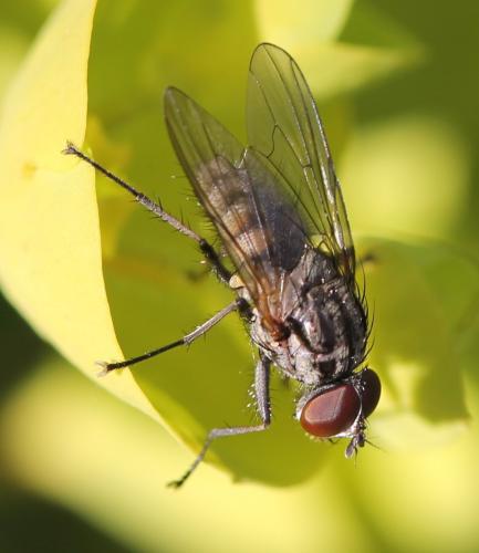 Hydrophoria ruralis