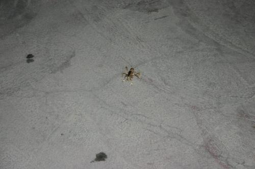 Schizodactylus sp.
