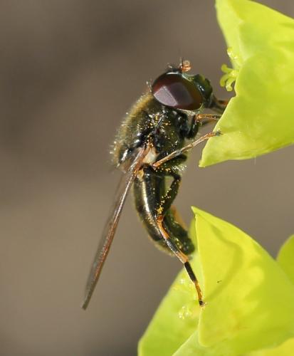 Réf. 117 207 : Cheilosia pagana