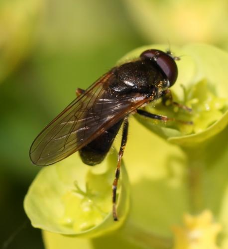 Réf. 117 208 : Cheilosia pagana