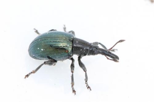 Réf. 117 297 : Aspidapion aeneum