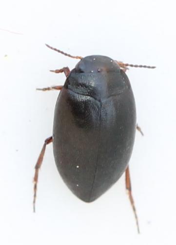 Hydroporus sp.