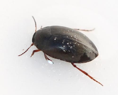Réf. 117 177 : Hydroporus sp.