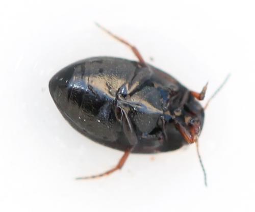 Réf. 117 178 : Hydroporus sp.