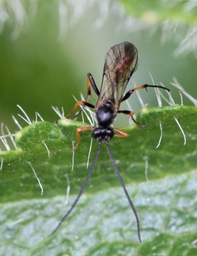 Réf. 117 542 : Campopleginae inconnu