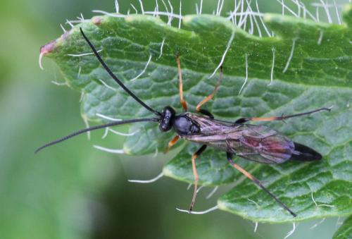 Réf. 117 541 : Campopleginae inconnu