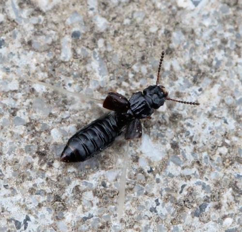 Réf. 117 544 : Anotylus rugosus