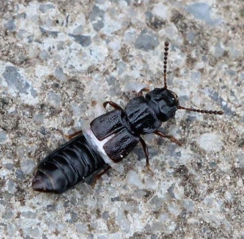 Réf. 117 543 : Anotylus rugosus