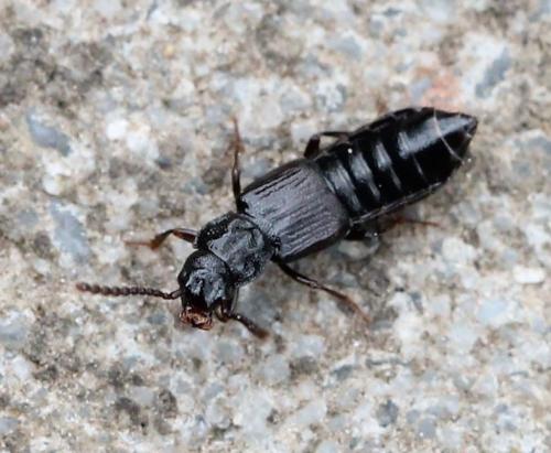 Réf. 117 545 : Coprophilus striatulus