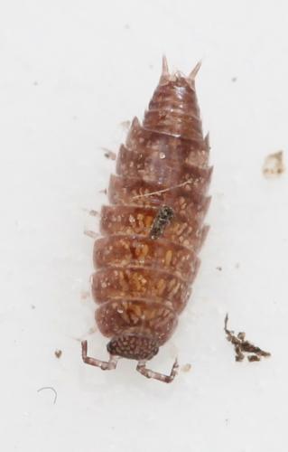 Réf. 117 546 : Trichoniscus pusillus