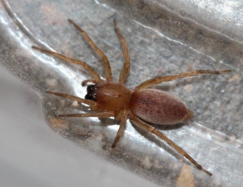 Clubiona sp.